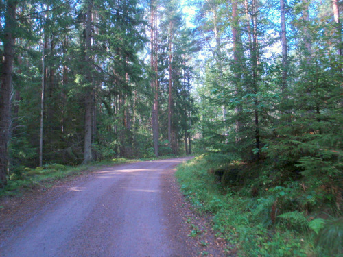 Good Dirt Forest Road.